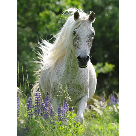 پازل 100 تکه راونزبرگر مدل White Horse
