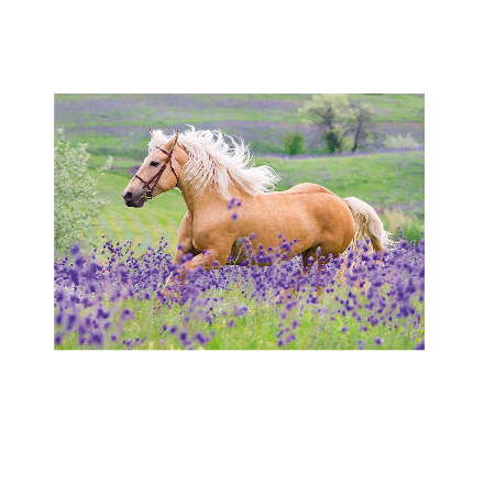 پازل 2 در 1 راونزبرگر مدل Horse love