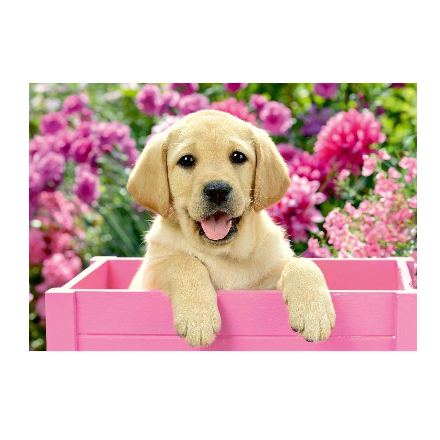 پازل 2 در 1 راونزبرگر مدل Animal pictures