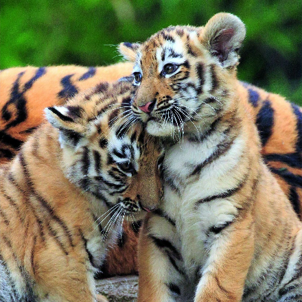 پازل 3 در 1 راونزبرگر مدل Panda,tiger and lion