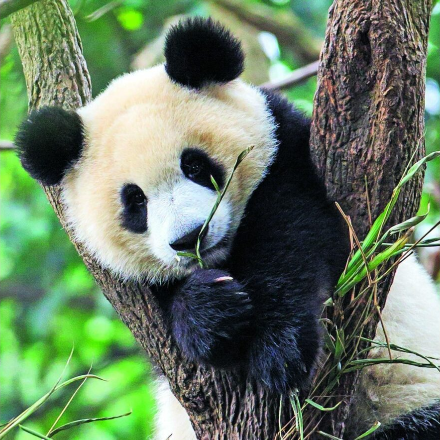 پازل 3 در 1 راونزبرگر مدل Panda,tiger and lion